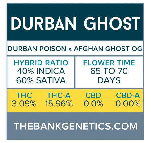 Durban Ghost
