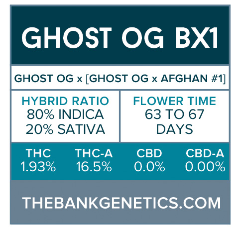 Ghost OG BX1